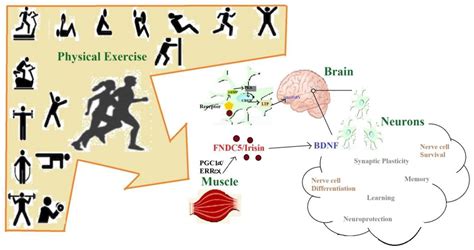 IJMS | Free Full-Text | Possible Neuroprotective Mechanisms of Physical Exercise in ...