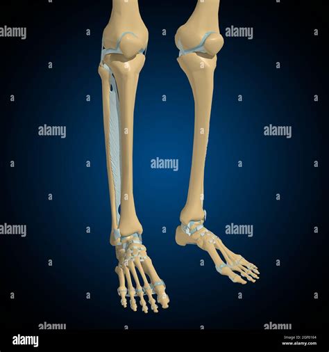 Extracapsular ligaments hi-res stock photography and images - Alamy