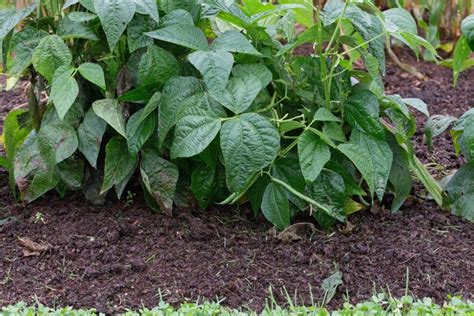 Ideal Companion Plants for Beetroot | Ultimate Backyard