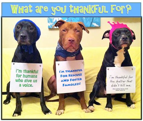 16 Best Doggie Thanksgiving Photos