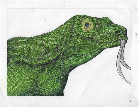 Komodo Dragon by Jamie Luna | Animal sketches, Komodo dragon, Animal drawings