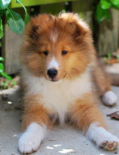 Cute Sheltie pup | Shetland sheepdog puppies, Collie puppies, Collie dog