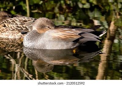 621 Female gadwall Images, Stock Photos & Vectors | Shutterstock