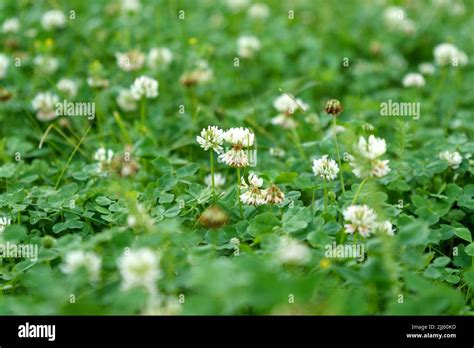 Flowers of white clover Trifolium repens.The plant is edible, medicinal. Grown as a fodder plant ...