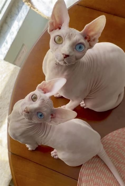 Sphynx Cats Mocked For Their Unusual Appearance Find Love On Instagram - The Animal Rescue Site News