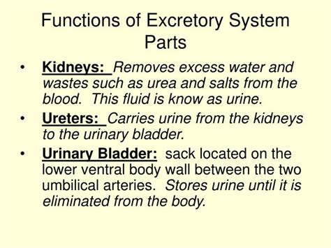 PPT - Excretory System PowerPoint Presentation - ID:1263174