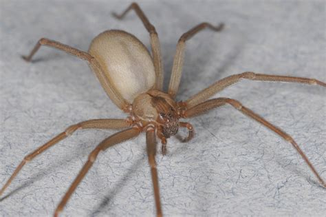 No, That's Not a Brown Recluse Spider Bite | Department of Entomology