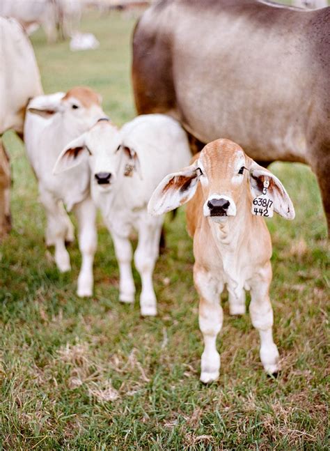 Pin by Audrey Hambright on Home on the Range | Baby cows, Baby farm animals, Cow