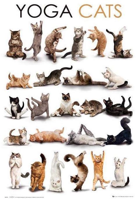 Yoga Cats Doing Various Yoga Poses | Infographic A Day