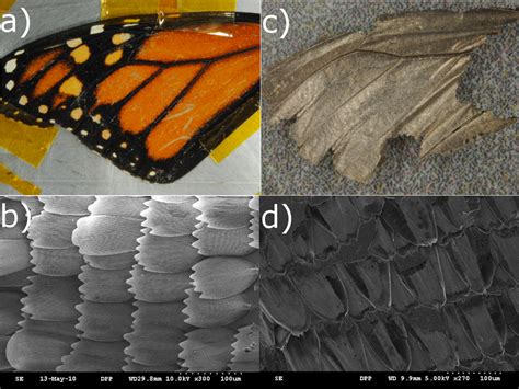 (a) Photograph of a wing of a monarch butterfly, (b) 300× magnification ...