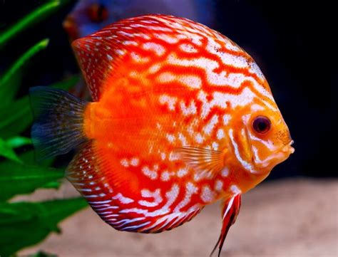 Discus Fish: The Complete Price, Care & Types Guide - Everything ...