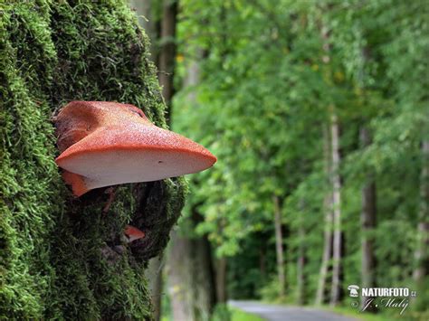 Beefsteak Fungus Mushroom Photos, Beefsteak Fungus Images, Nature Wildlife Pictures | NaturePhoto