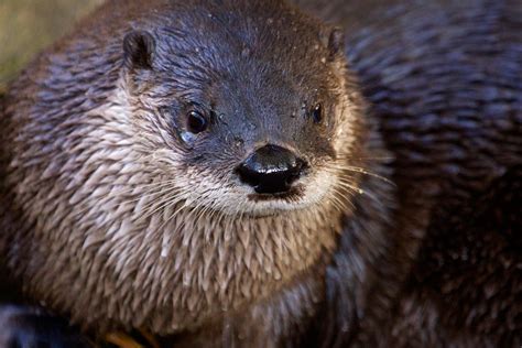 River Otter | Connecticut's Beardsley Zoo