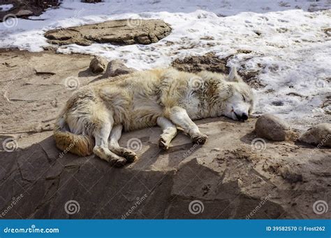 A Wolf Is Laying Down With The Snow In The Winter In The Relax Time ...