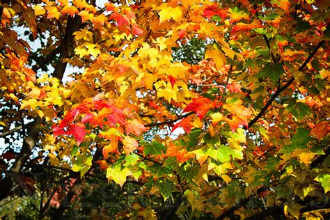 Happy Autumn! Fall Foliage in Quebec | amotherworld