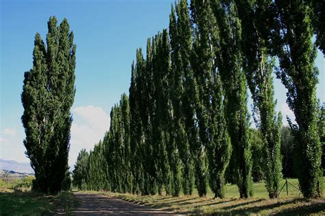 Lombardy Poplar Trees | Greenwood Nursery