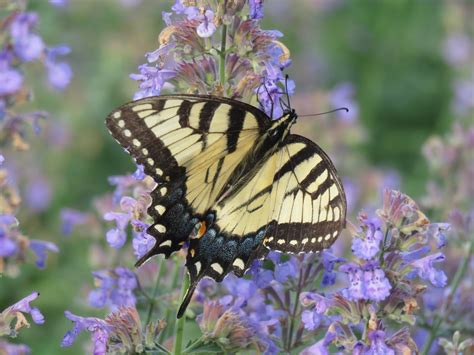 Is this a pollinator? Five types of pollinating insects you can find in Maryland – Maryland Grows