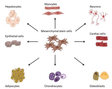 The differentiation potential of mesenchymal stem cells. | Download ...