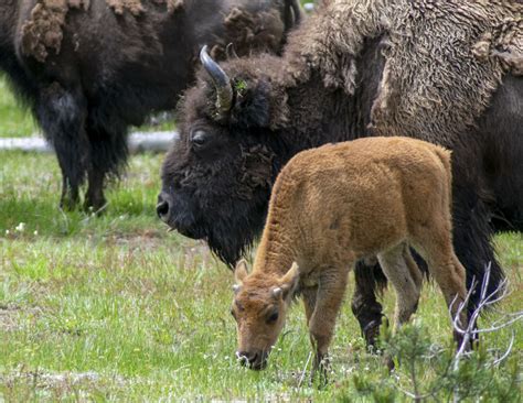 #baby bison on Tumblr