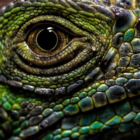 lizard's eye by Hussain almutawaa on 500px | Ojos de animales, Reptiles y anfibios, Lagartos