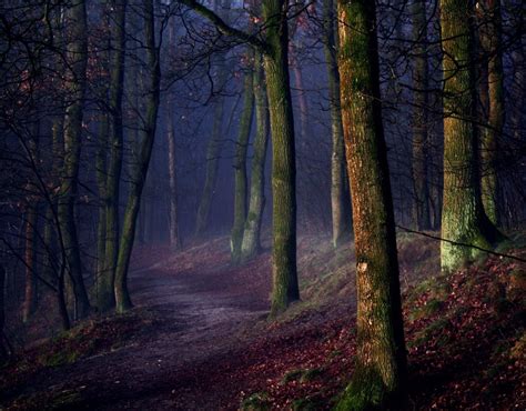 Eerie Forest Path [2574x2012] : EarthPorn