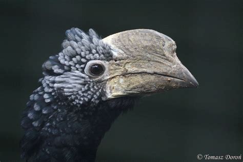 Silvery-cheeked Hornbill (Bycanistes brevis) - ZooChat