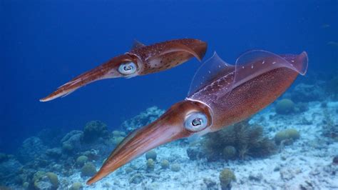 Watch giant squid hunt their prey in never-before-seen video footage