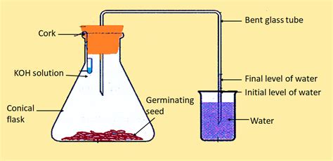 Experiment to prove that carbon dioxide is produced class 12 biology CBSE