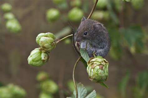 Bank Vole (Clethrionomys glareolus) | Bank Vole on wild hops… | Flickr