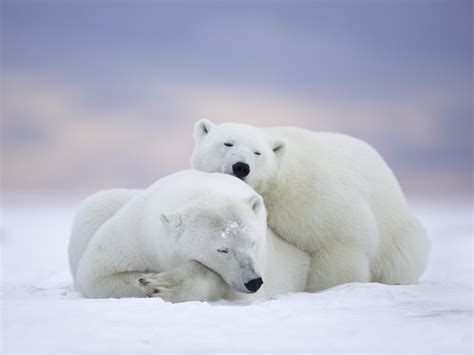 Wallpaper Arctic National Wildlife Refuge, Alaska, polar bears family ...