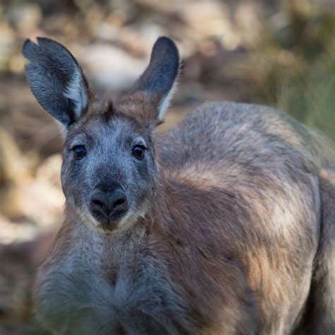 Macropus robustus - 2096 - a photo on Flickriver