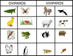 Diferencias entre animales vivíparos, ovíparos y ovovivíparos - RESUMEN ...