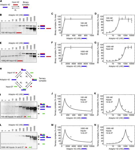 The Prozone Effect in the Binding of Two Oligonucleotides to a ...