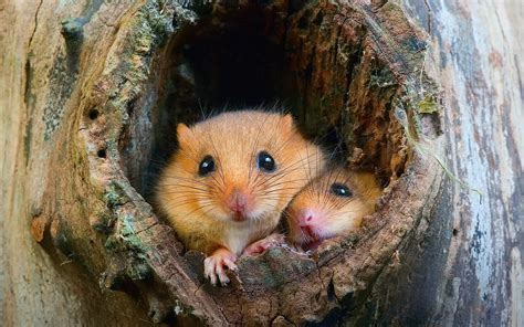 Download Animal Mouse HD Wallpaper