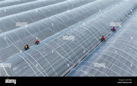 Aerial photo shows villagers strengthening vegetable greenhouses in Sidu Town, Huichuan District ...