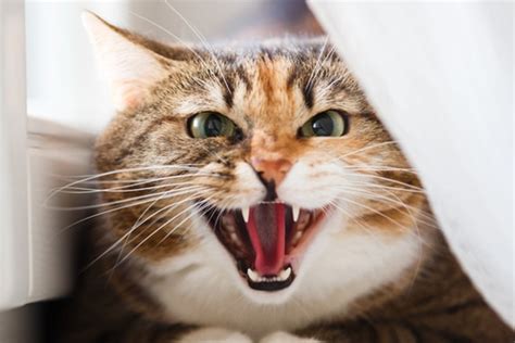 Let’s Talk Cat Growling — Why Does Your Cat Growl and How Should You React? | ilearneverything