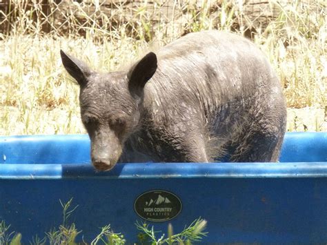 Hairless Bear with a mysterious illness Hard to Identify