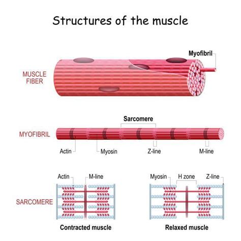 Component of actin filament of a sarcomere isA. Myosin and troponinB ...