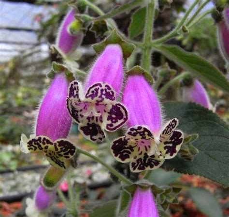 Flower Homes: Kohleria Flowers