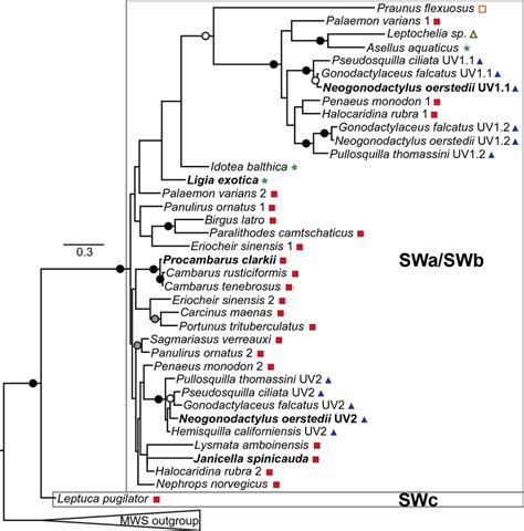 Maximum likelihood phylogeny of malacostracan short wavelength... | Download Scientific Diagram