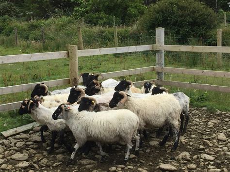 Free stock photo of farm, ireland, sheep