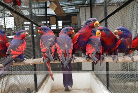 Red and Blue Lory | Sunshine BirdWorld