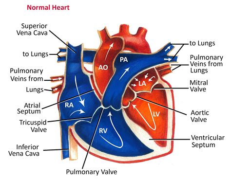 Blood Flow Through The Heart