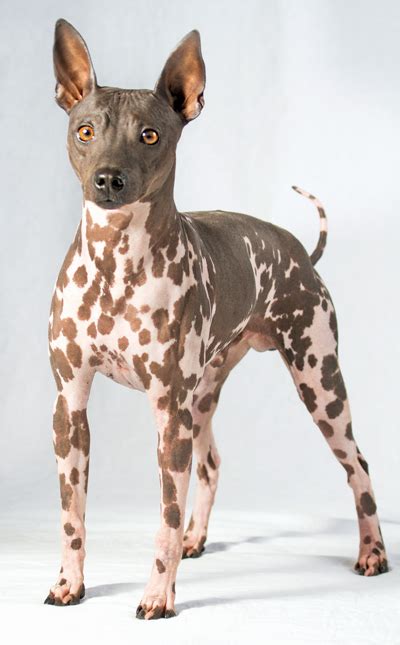 The American Hairless Terrier | Modern Dog magazine