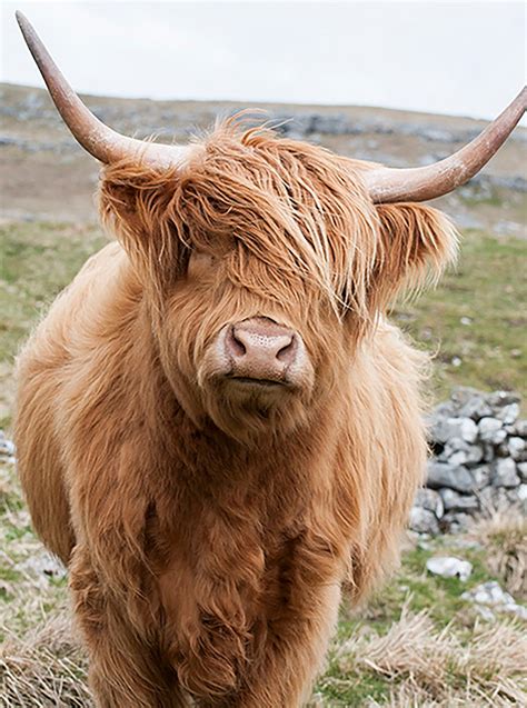 Highland Cow Print. Windswept Highland Cow on Hillside - Etsy UK ...