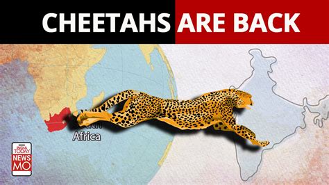 Cheetah reintroduction in India after 70 years: How will they be ...