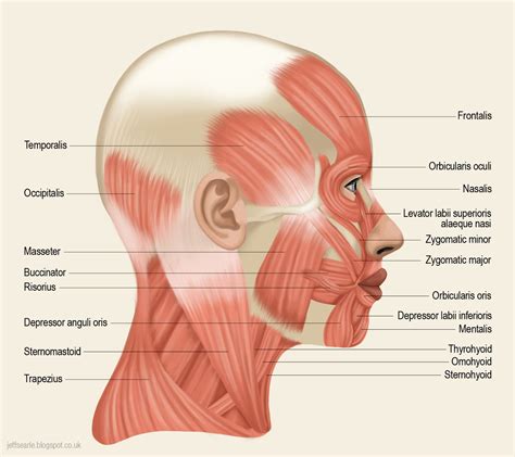 Muscle Diagram Of Head Label The Diagram Muscle Of The Head And Body - Human Anatomy Charts ...