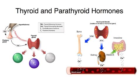 Thyroid Surgery (Thyroidectomy) OSNT - Dr. Rohn and Dr. Gamble