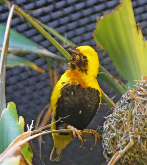 Pictures and information on Yellow-crowned Bishop