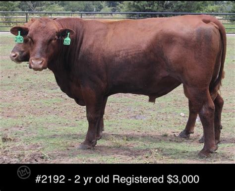 1 Purebred Red Angus - Bulls For Sale in Klondike, Texas ...